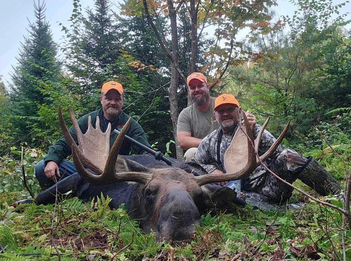 Maine Moose Hunting License Information